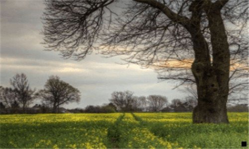 二如何成为粉象vip会员