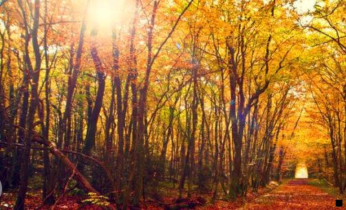 三拼多多是不是退出粉象了