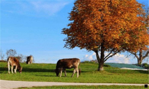 一粉象邀请码懊061929懊