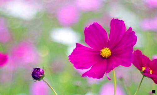 三粉象生活普通会员能赚到钱吗