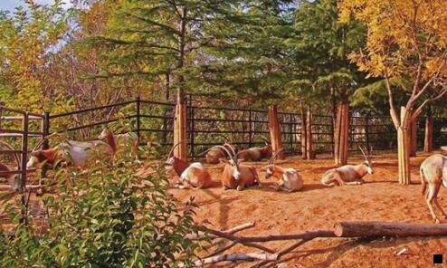 一粉象团队是什么意思