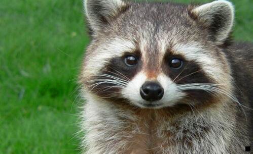 三百家号涨粉技巧