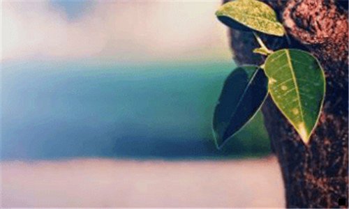 一浅粉象啤酒750多少钱