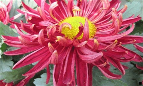 一粉象团队手把手