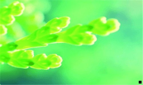 一红人妆 花生日记 粉象