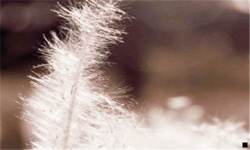 一粉象邀请id怎么填写