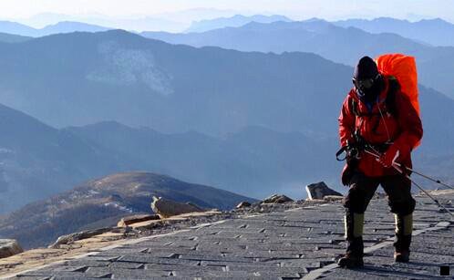 一粉象和猫小贱对比