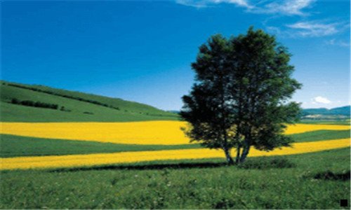 二粉象田昊个人资料