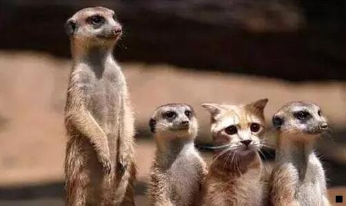 三牧草草粉的加工方法