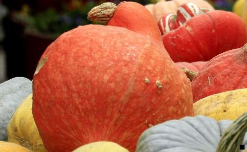 二粉象生活升级太难