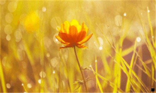 二四类人不能吃灵芝孢子粉