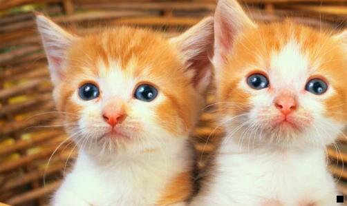 二粉象生活未结算的钱是什么意思