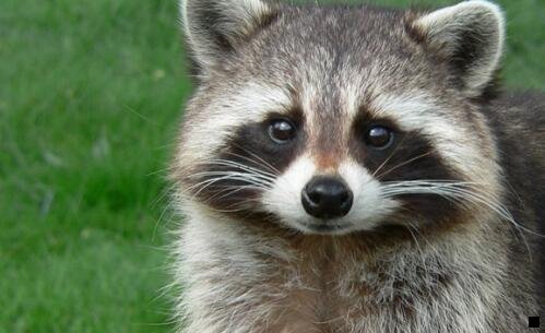 二粉象全国加油优惠是真假