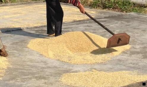 二骑士卡和粉象生活哪个好