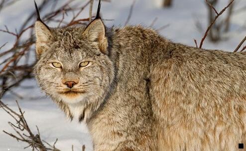 三不用邀请码可以注册粉象吗