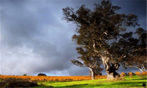 二粉象生活如何推广