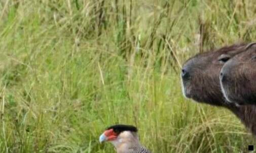 三粉象生活别人买东西看得到吗