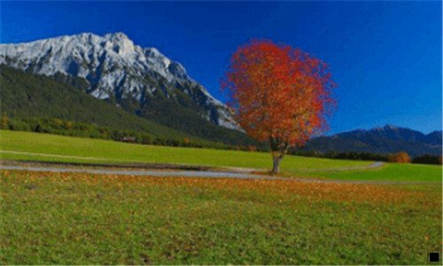 一美邦聪明象丙粉