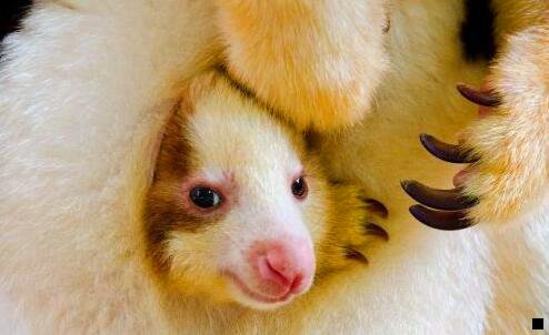 一粉象转换链接