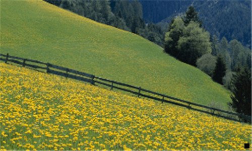 三纠结用花生还是粉象