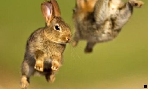 一朋友淘和粉象生活