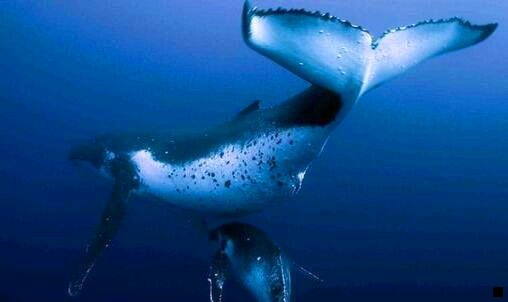 三美团优惠券推广佣金