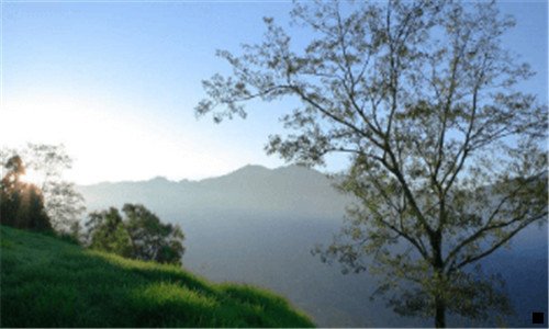 一神象野山参粉隔多久再吃