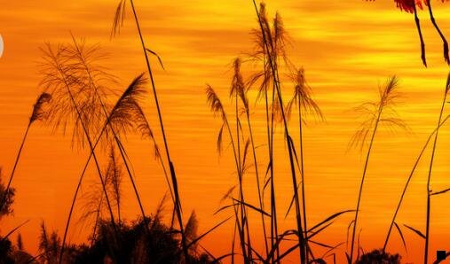 二粉象生活详细介绍