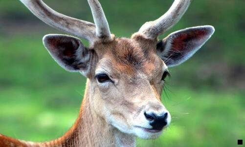 一粉象生活ceo维心 vip185288