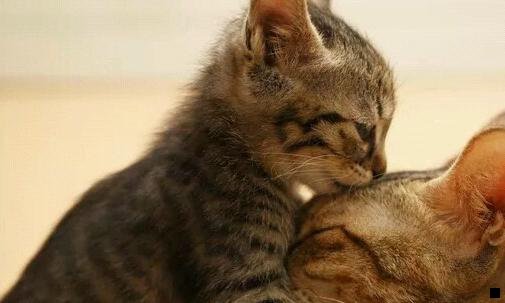 二粉象生活瓜分现金是真的吗