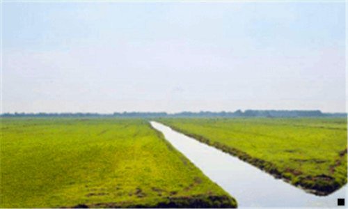 三神象面粉价格