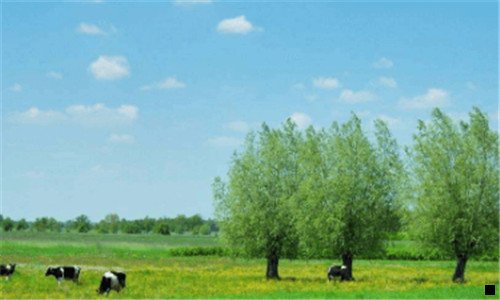 一粉象啤酒保质期几年