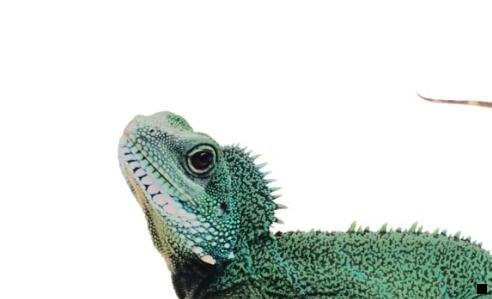 二粉象生活到底靠谱吗