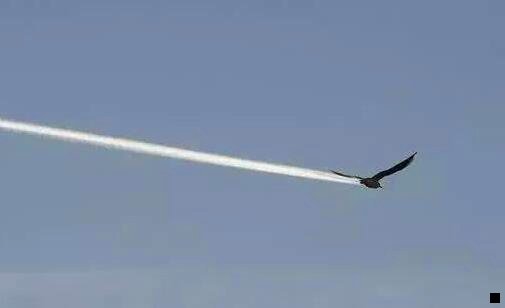 三1l青岛青象精酿啤酒铝瓶