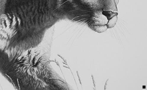 二粉象怎么看自己的上级