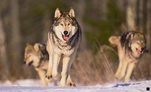 三粉象生活值得做吗