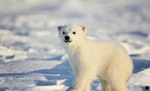 一粉象生活达到合伙人后独立