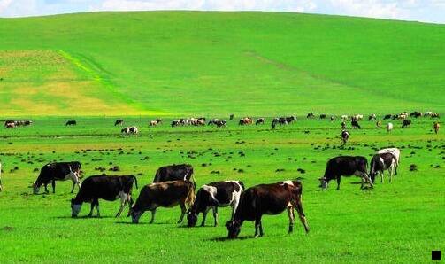 二粉象生活制度模式