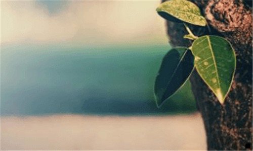 三粉象生活新手怎么做