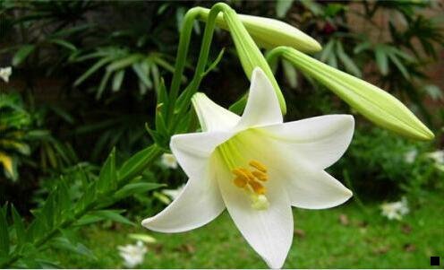 三粉象生活虎哥团队