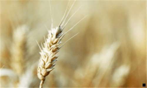 三松肉粉的危害