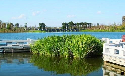 一深粉象啤酒多少钱一瓶