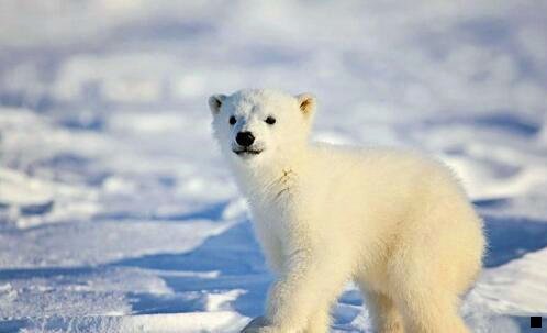 二粉象生活未归属积分怎么提现