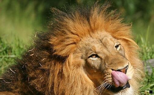 三粉象生活模式合法吗