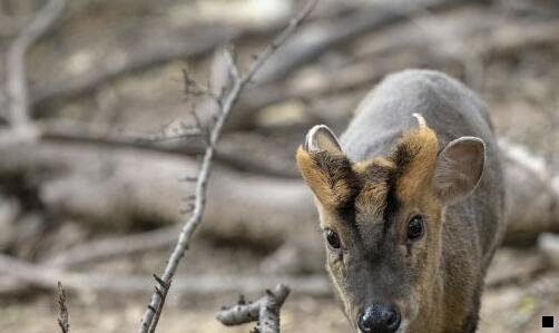 三断头台绞杀图解