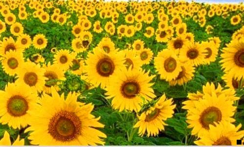 二粉象生活阿善导师