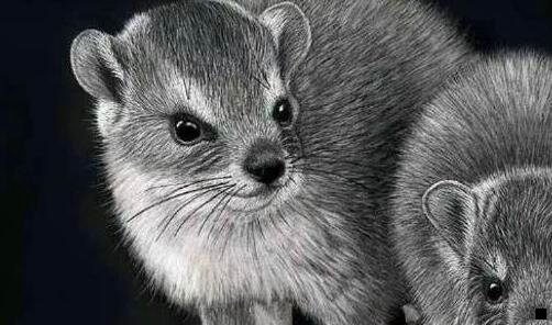 二万象物语为什么不火