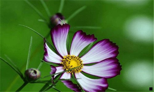 二粉象一般人能喝几瓶