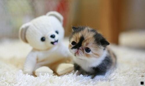 一玩粉象生活怎么才赚钱