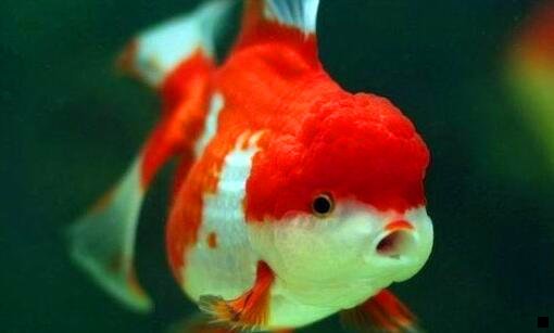 一粉象直销牌照